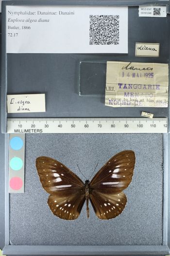 Media type: image;   Entomology 161248